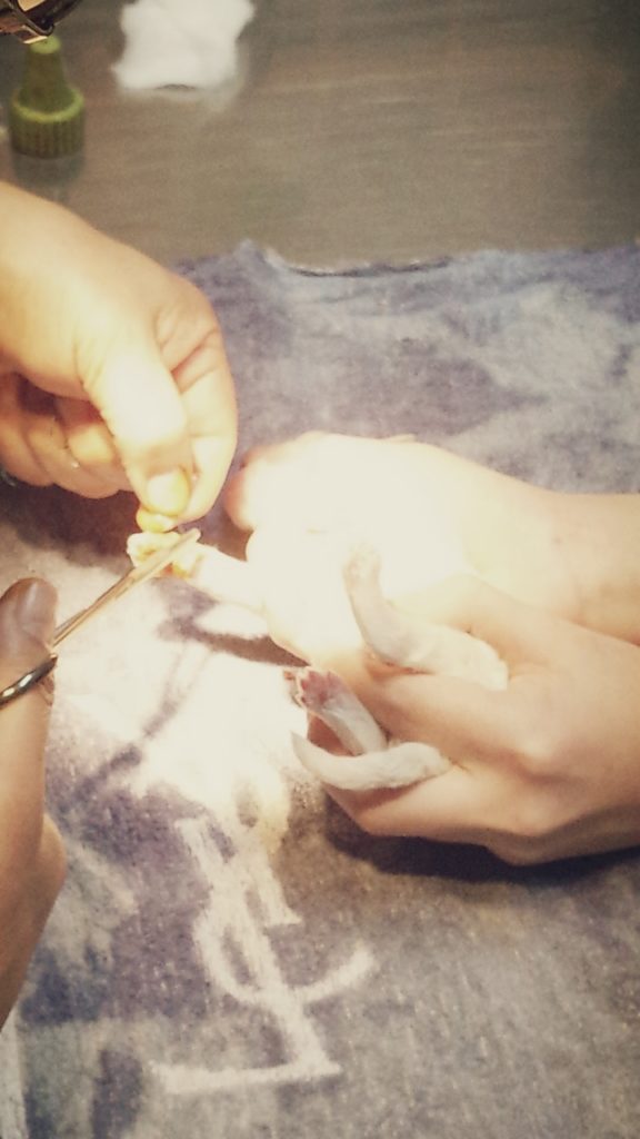 ビション・フリーゼの赤ちゃん