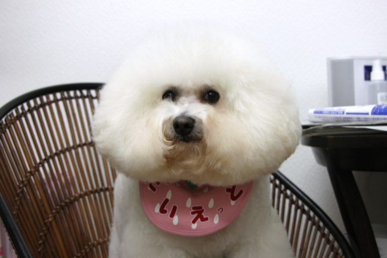 ビション・フリーゼ