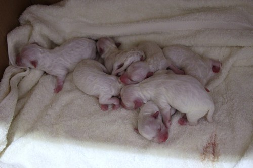 ビション・フリーゼの赤ちゃん