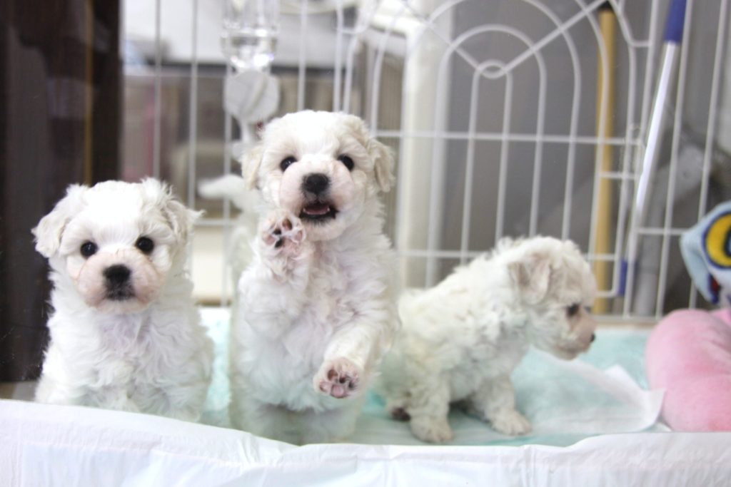 ビション・フリーゼの赤ちゃん