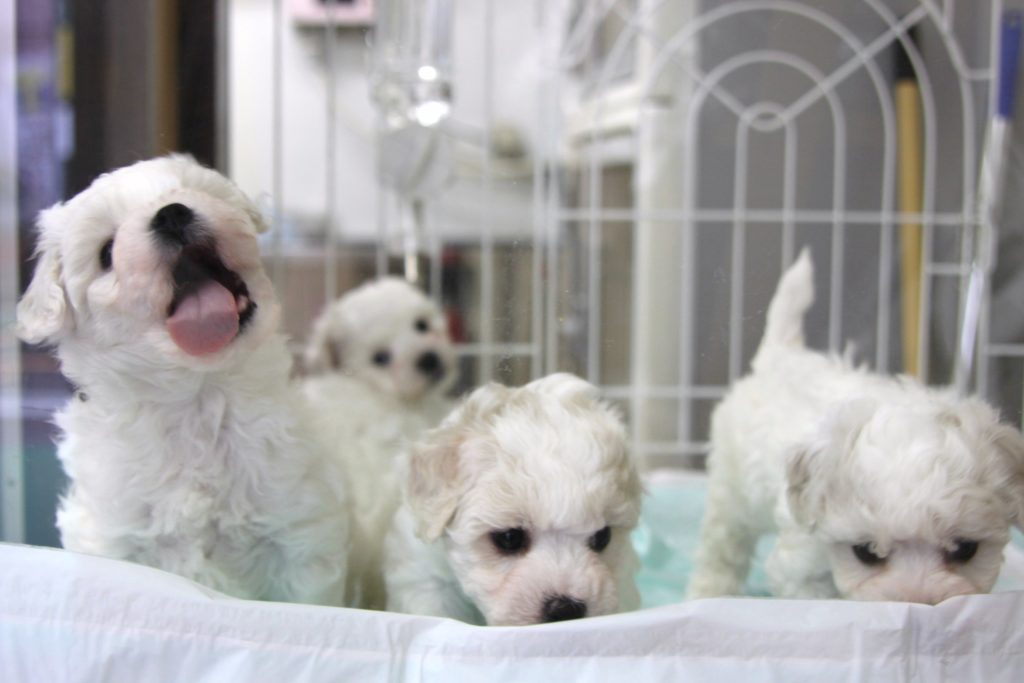 ビション・フリーゼの赤ちゃん