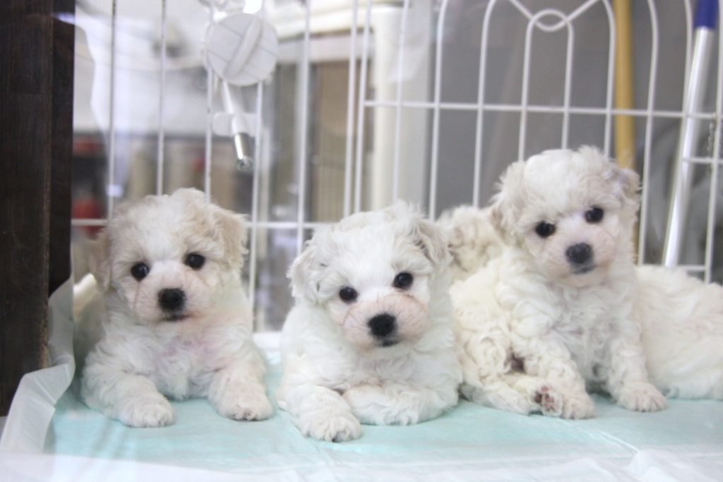 ビション・フリーゼの赤ちゃん