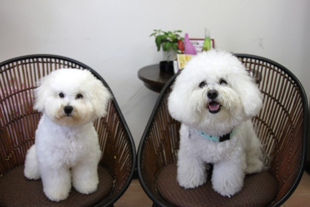 ビション・フリーゼのまめごま