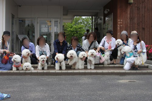 ビション・フリーゼと家族の集合写真