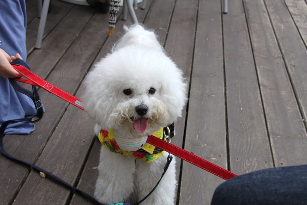 ビション・フリーゼ