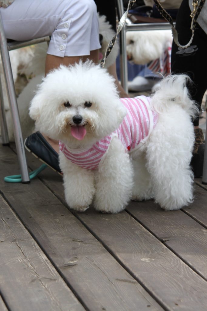 ビション・フリーゼ