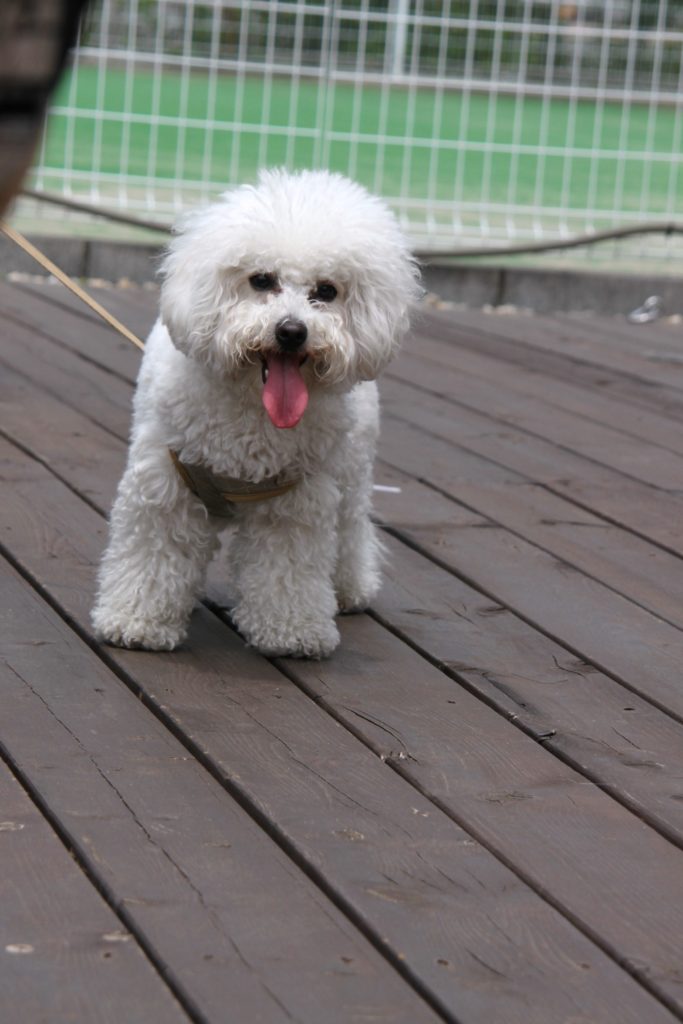 ビション・フリーゼ