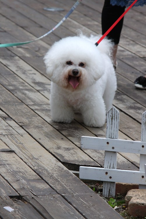 ビション・フリーゼ