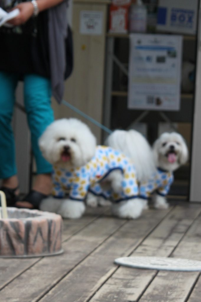 ビション・フリーゼ