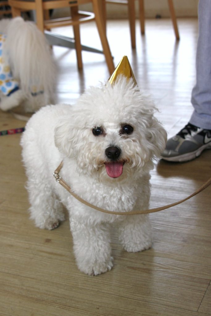 ビション・フリーゼ