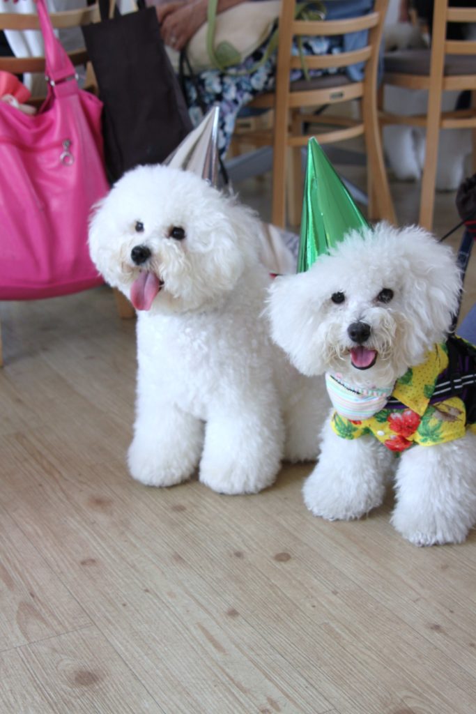 ビション・フリーゼ