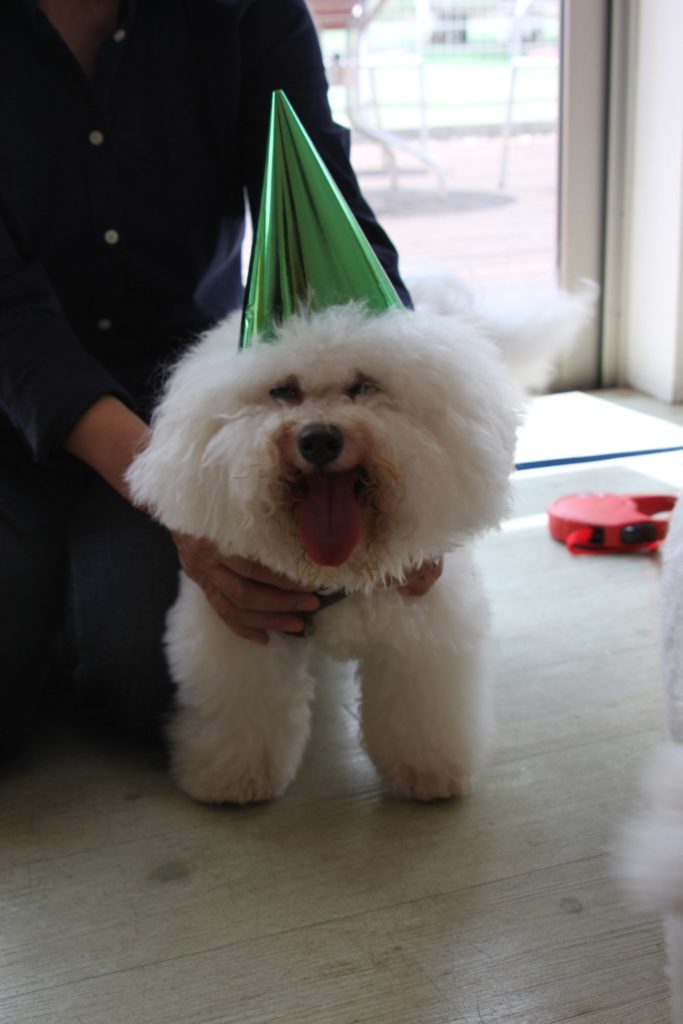 ビション・フリーゼ