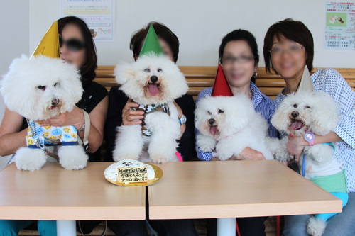 ビション・フリーゼとその家族