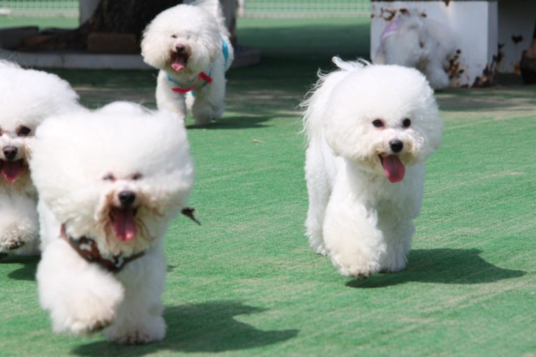 ビション・フリーゼ