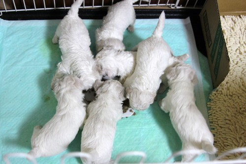 ビション・フリーゼの赤ちゃん