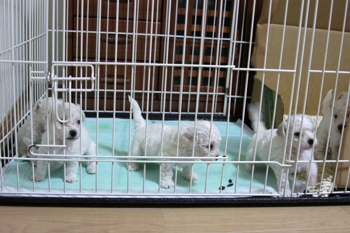 ビション・フリーゼの赤ちゃん