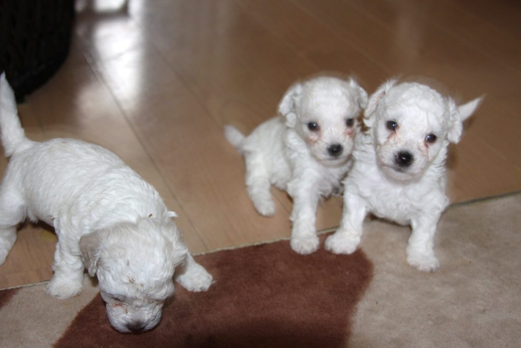 ビション・フリーゼの赤ちゃん