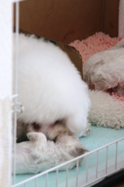 ビション・フリーゼの赤ちゃんとお母さん犬