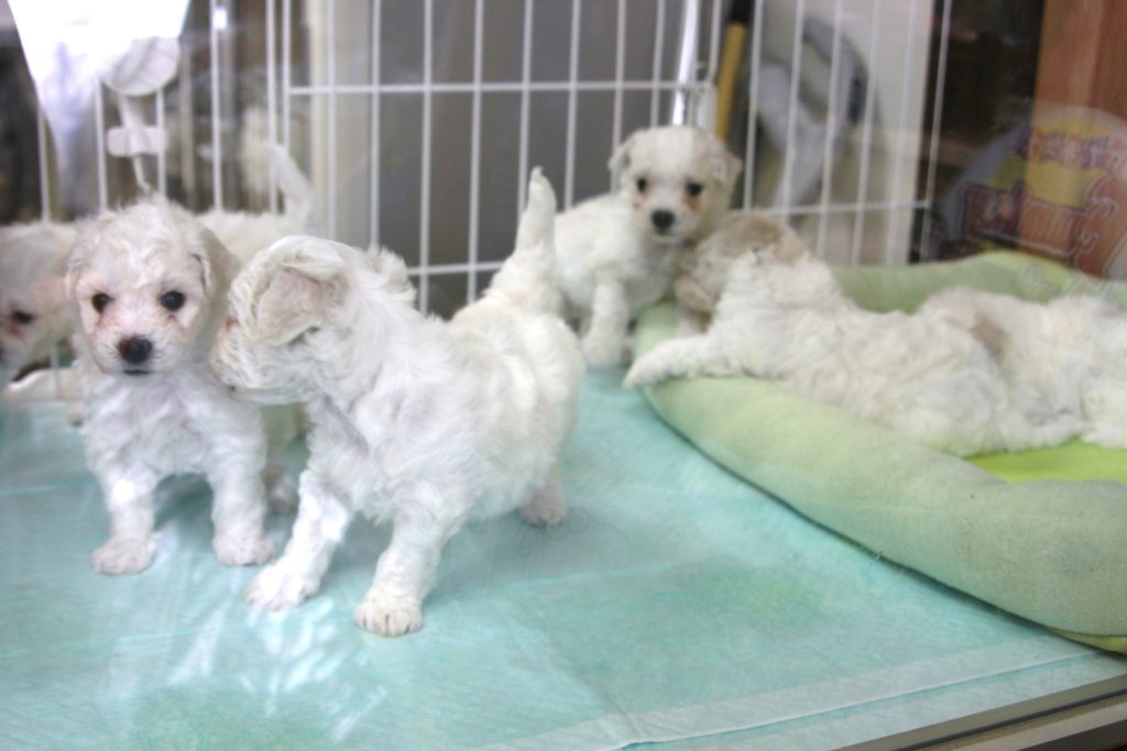 ビション・フリーゼの赤ちゃん