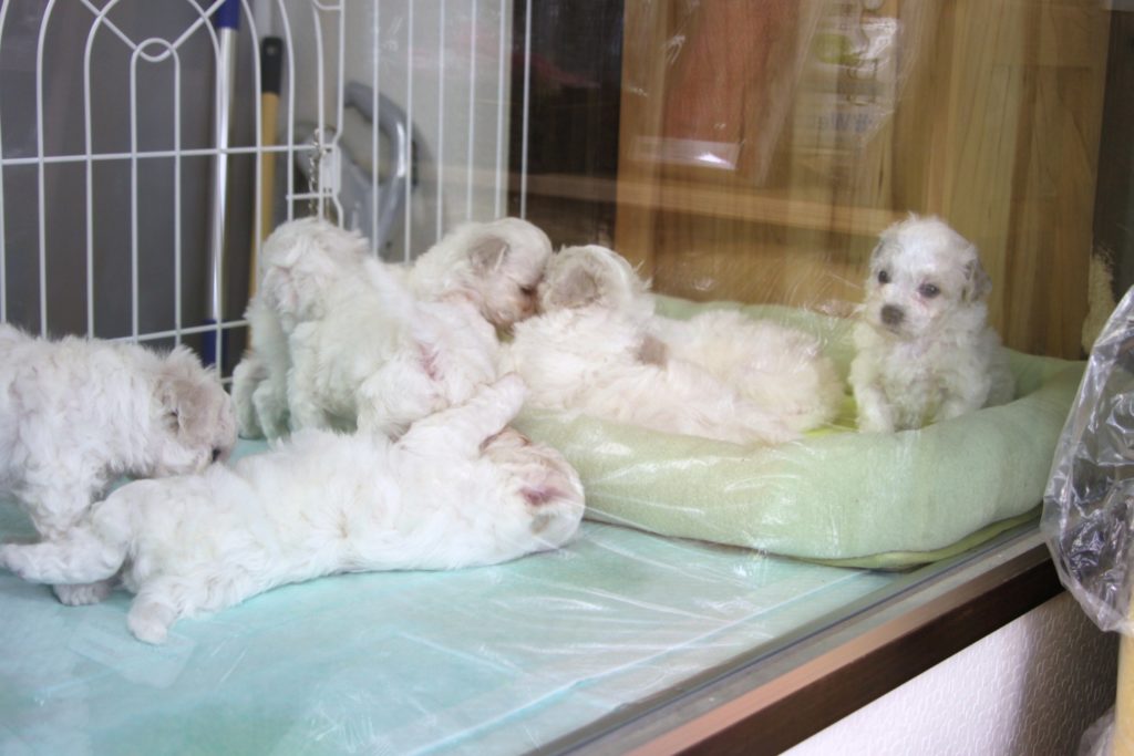 ビション・フリーゼの赤ちゃん