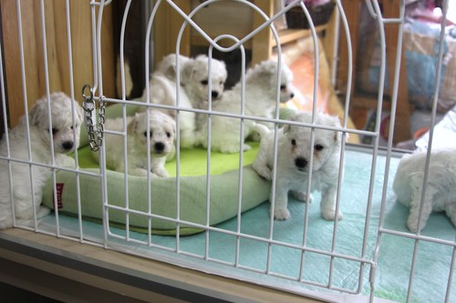 ビション・フリーゼの赤ちゃん