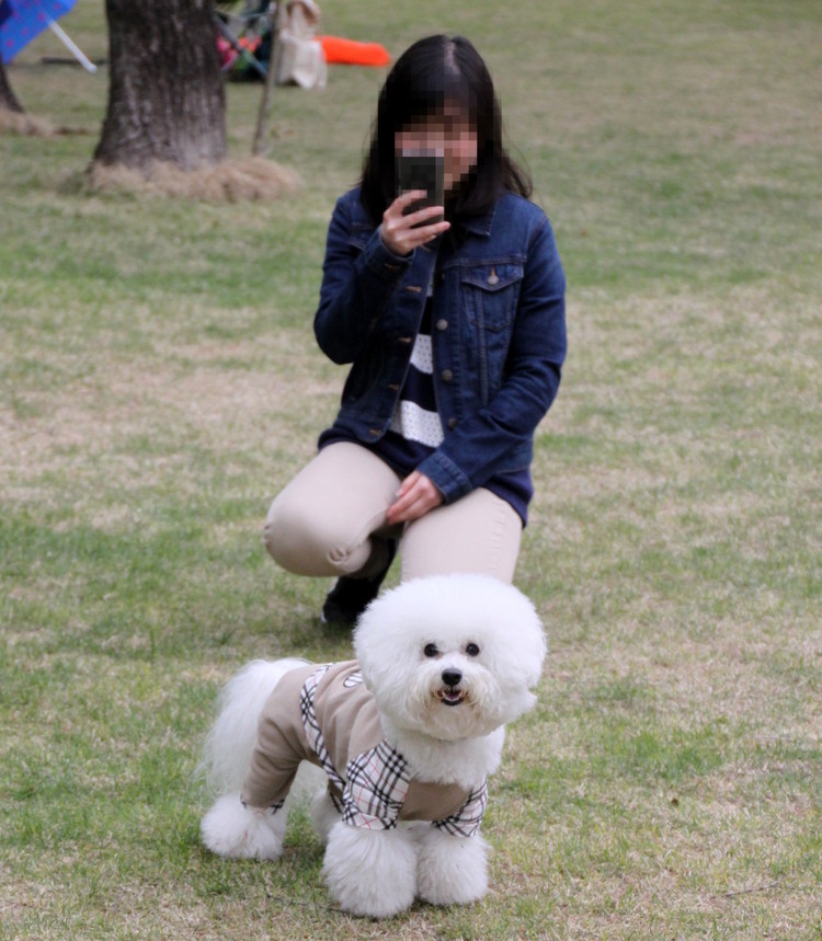 ビション・フリーゼ