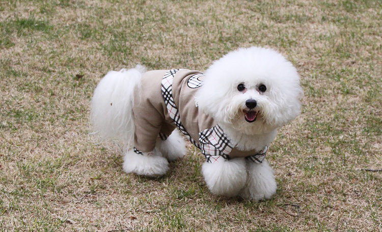 ビション・フリーゼ