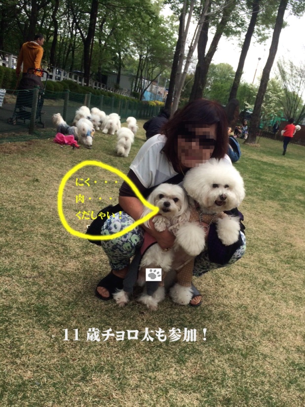 ビション・フリーゼとマルチーズ