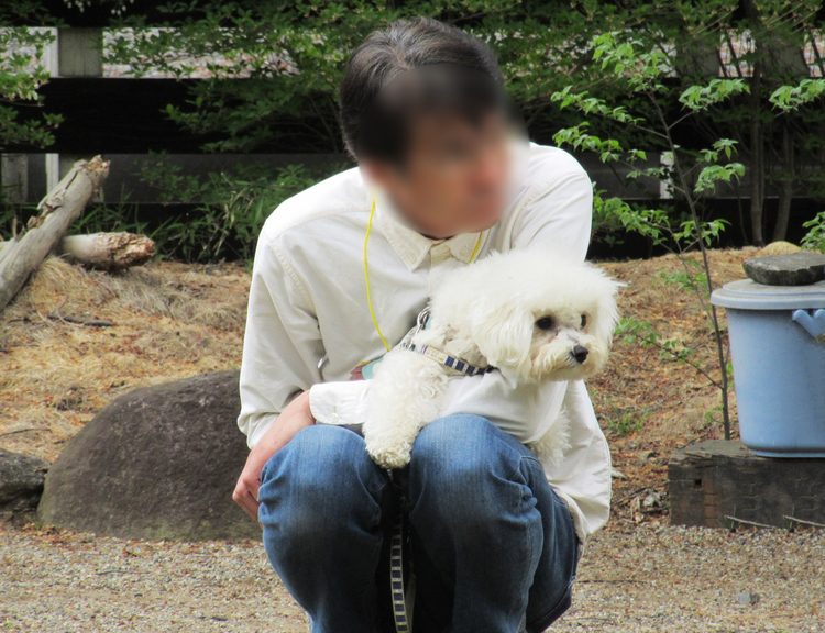 ビション・フリーゼ