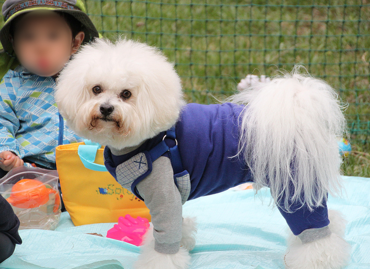 ビション・フリーゼ