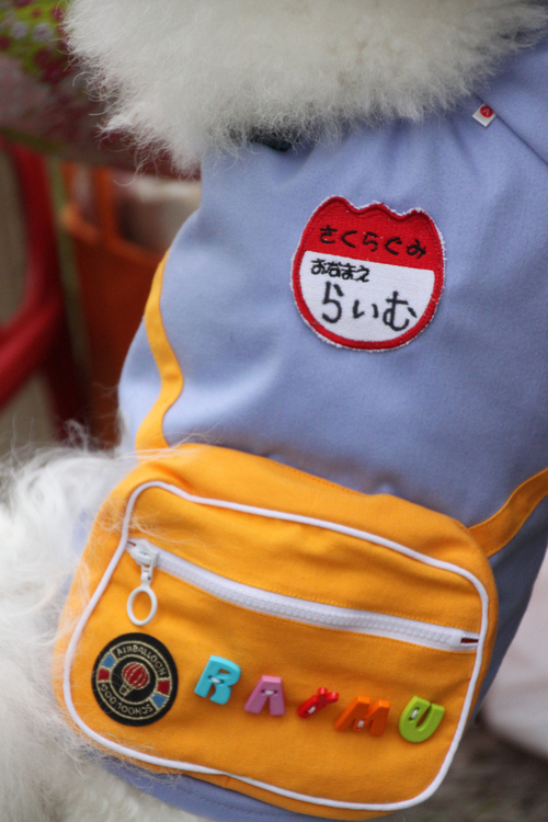 ビション・フリーゼ