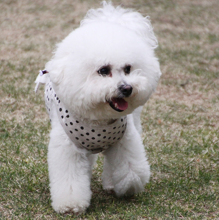 ビション・フリーゼ