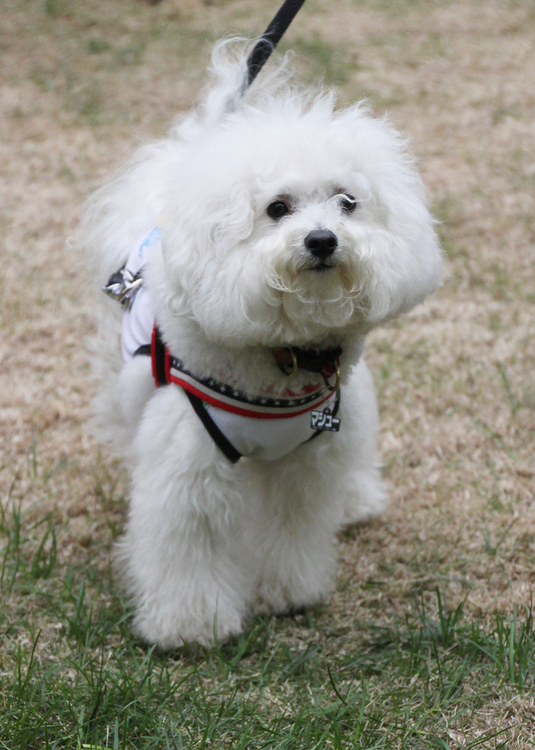 ビション・フリーゼ