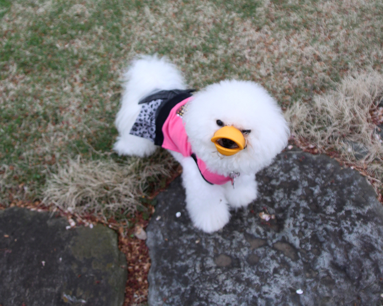 ビション・フリーゼ