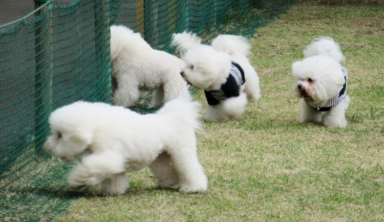 ビション・フリーゼ
