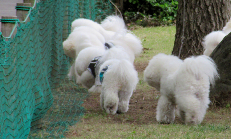 ビション・フリーゼ