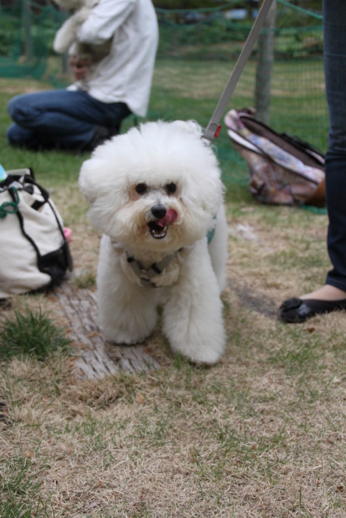 ビション・フリーゼ