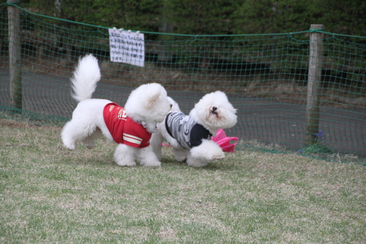 ビション・フリーゼ