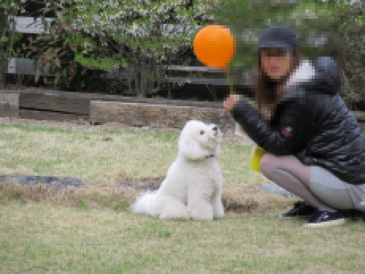 ビション・フリーゼ