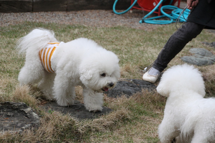 ビション・フリーゼ