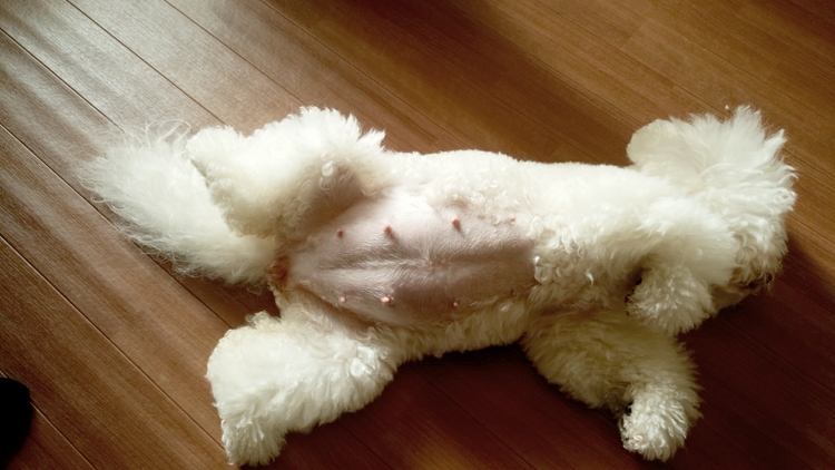 ビション・フリーゼのお母さん犬