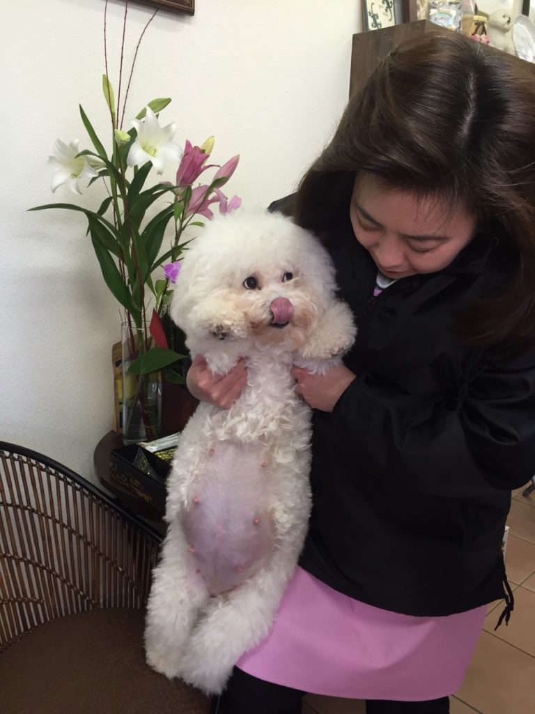 ビション・フリーゼのお母さん犬