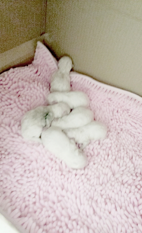 ビション・フリーゼの赤ちゃん