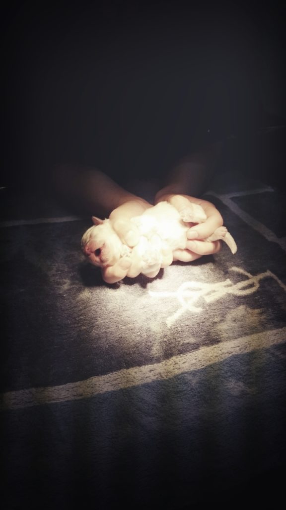 ビション・フリーゼの赤ちゃん