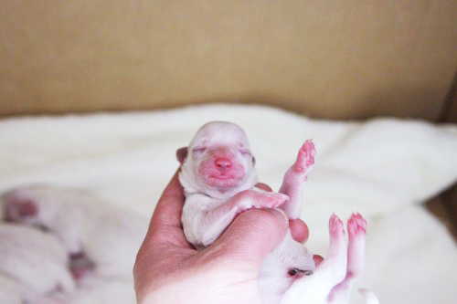 ビション・フリーゼの赤ちゃん