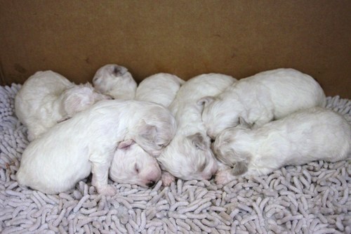 ビション・フリーゼの赤ちゃん