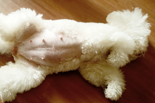 ビション・フリーゼのお母さん