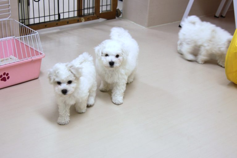 ビション・フリーゼの赤ちゃん