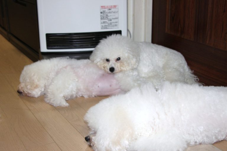 ビション・フリーゼ