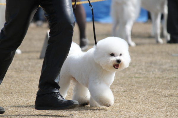 ビションフリーゼ